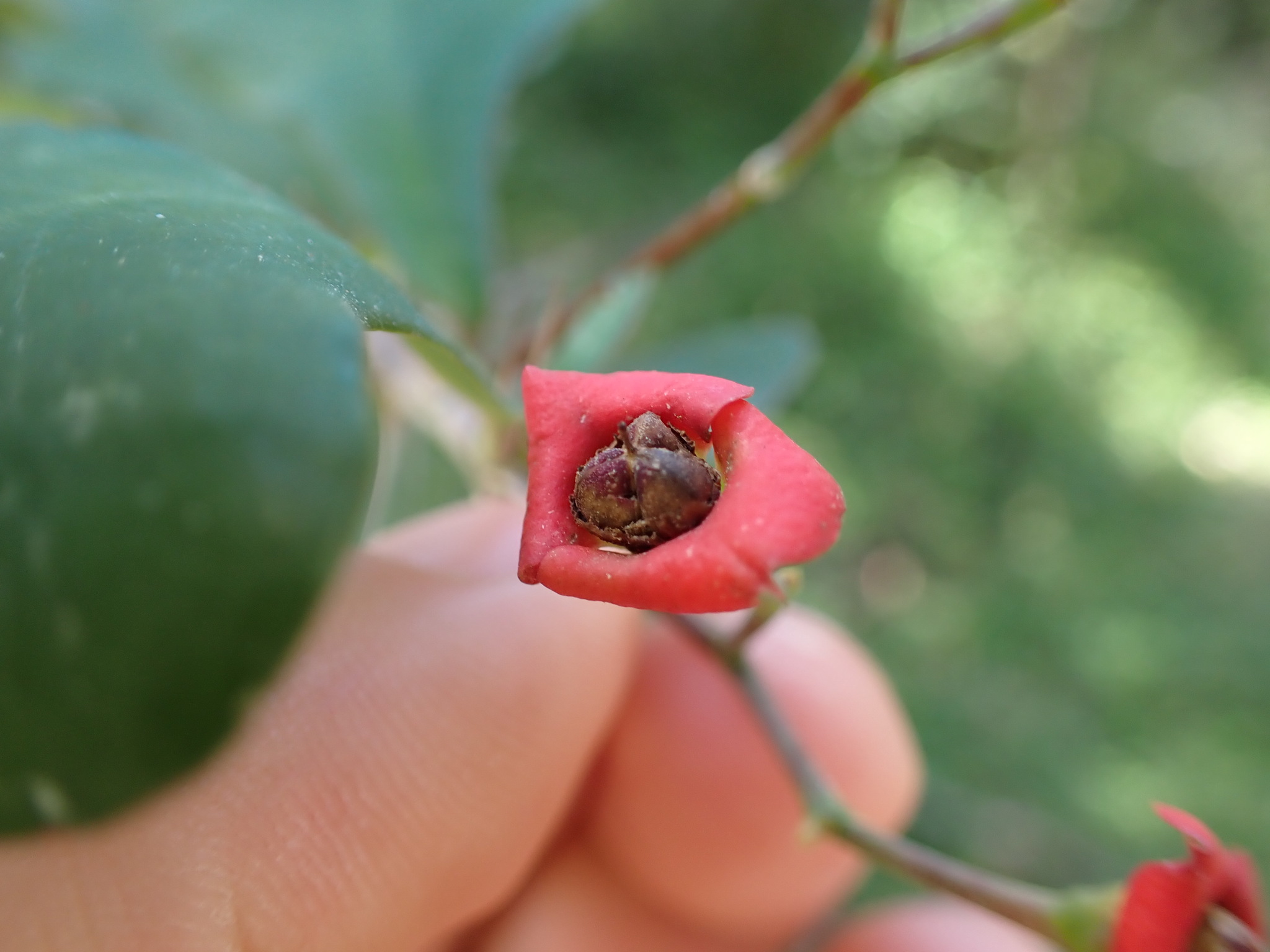 Euphorbia bevilaniensis Croizat 3