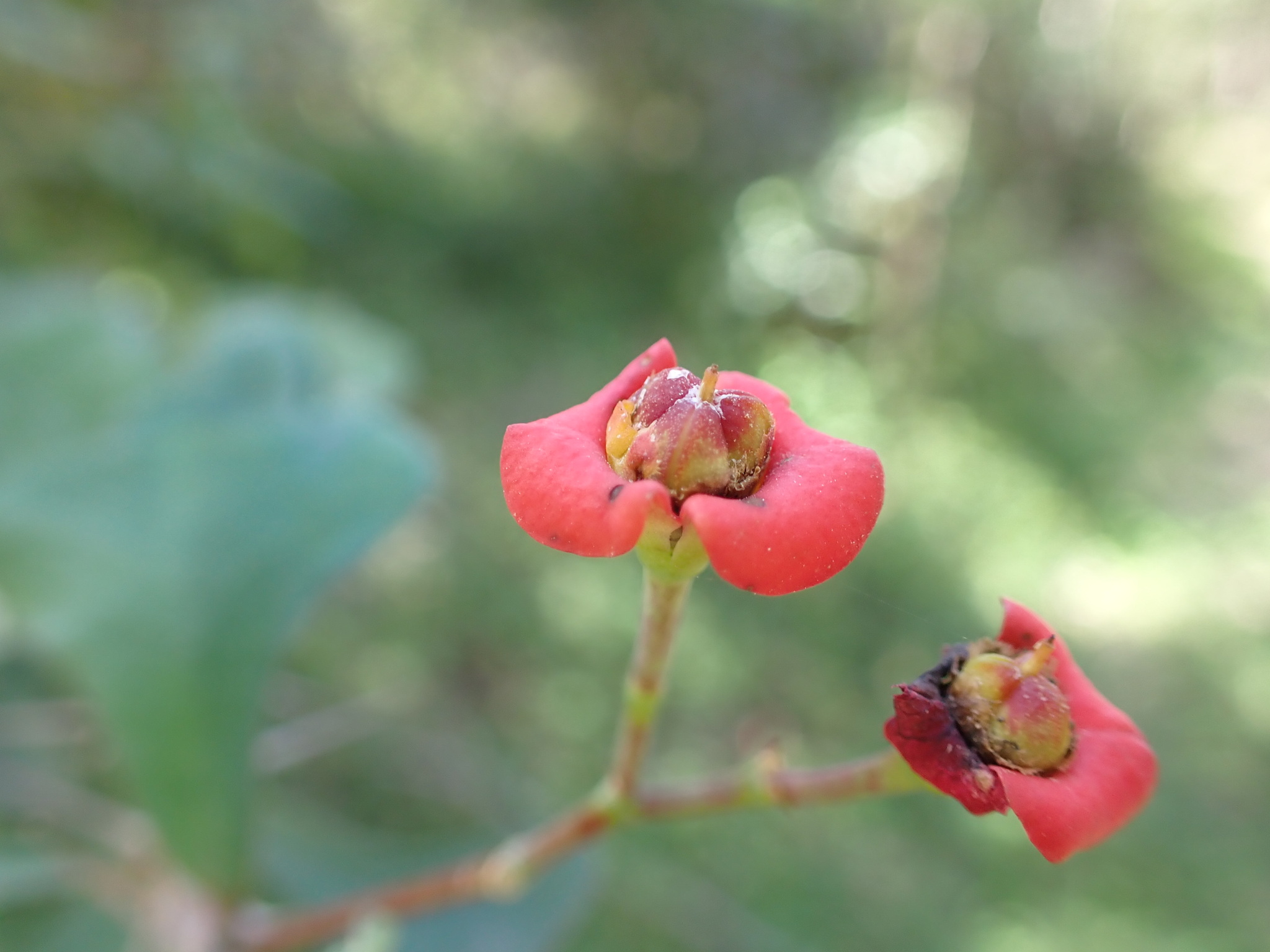 Euphorbia bevilaniensis Croizat 4