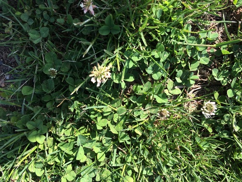 photo of White Clover (Trifolium repens)