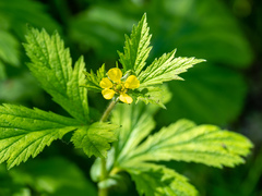 Geum macrophyllum