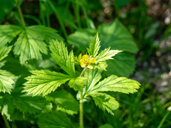 Geum macrophyllum