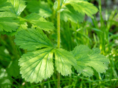 Geum macrophyllum