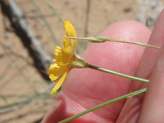 Linum aristatum