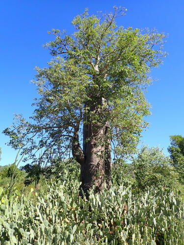 Adansonia za, photograph 5