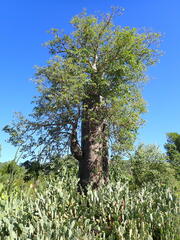 Adansonia za, photograph (c) Louis Aureglia, some rights reserved (CC BY)