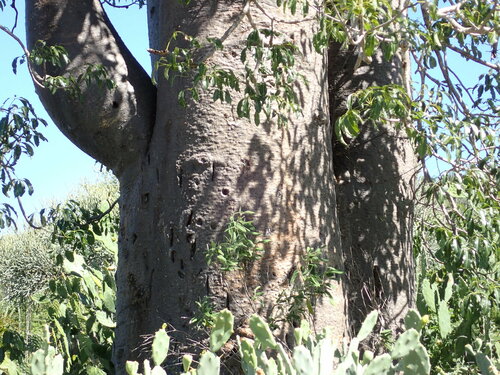 Adansonia za, photograph 6