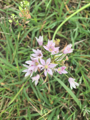 Allium canadense