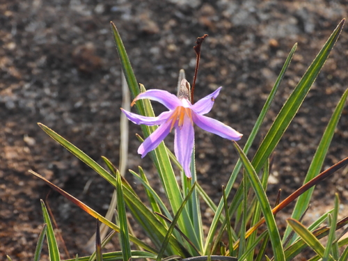 Image of Xerophyta viscosa by (c) amantedarmanin, some rights reserved (CC BY)