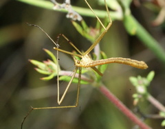 Apterobittacus apterus