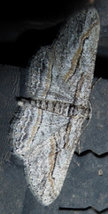 Stenoporpia glaucomarginaria