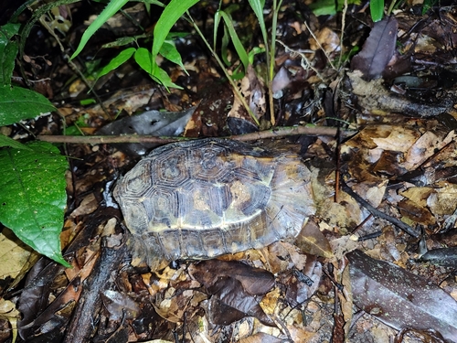 Home's Hingeback Tortoise