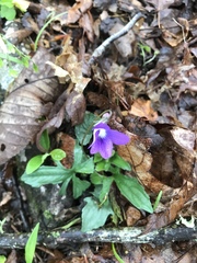Viola triloba