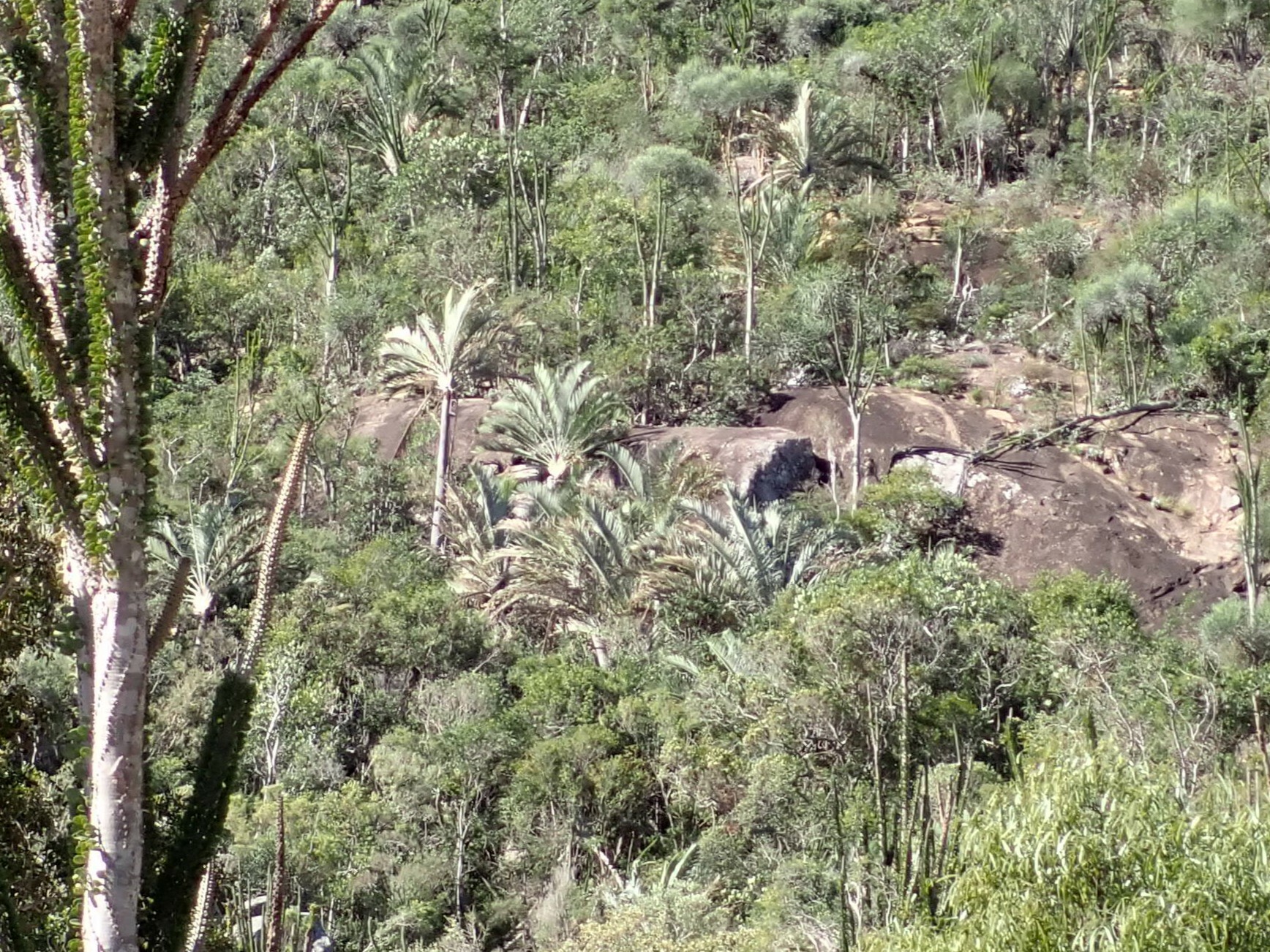 Imagem de Palmeira triangular
