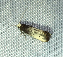 Tinea occidentella
