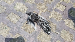 Spilogale angustifrons