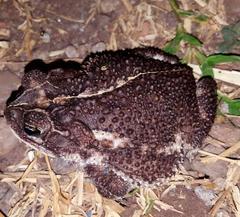 Incilius coccifer