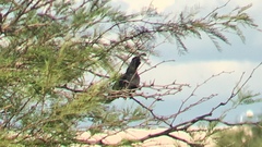 Callipepla gambelii