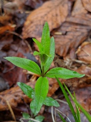 Galium lanceolatum