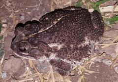 Incilius coccifer