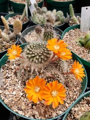 Rebutia