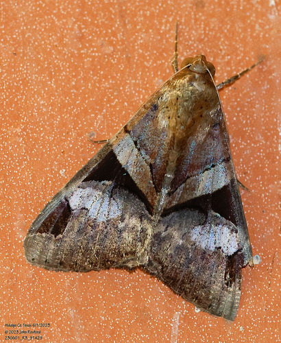 Fasciolated Graphic photo 2