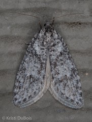 Semioscopis inornata