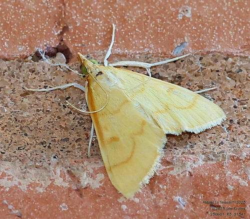 Helvibotys helvialis photo 4