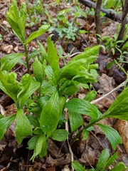 Hybanthus concolor
