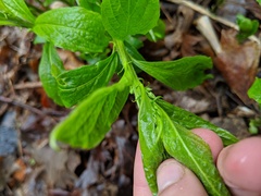 Hybanthus concolor