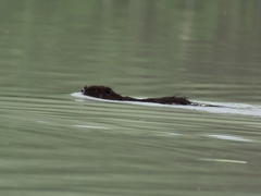 Myocastor coypus