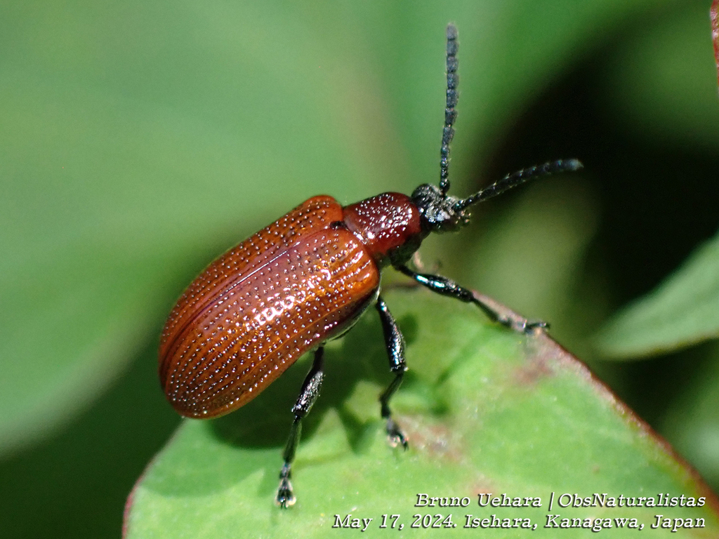 Lilioceris rugata