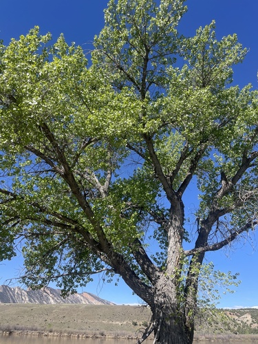 Populus fremontii