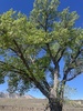 Frémont Cottonwood - Photo (c) riverbetty, some rights reserved (CC BY-NC)