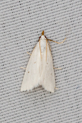 Leptosteges vestaliella