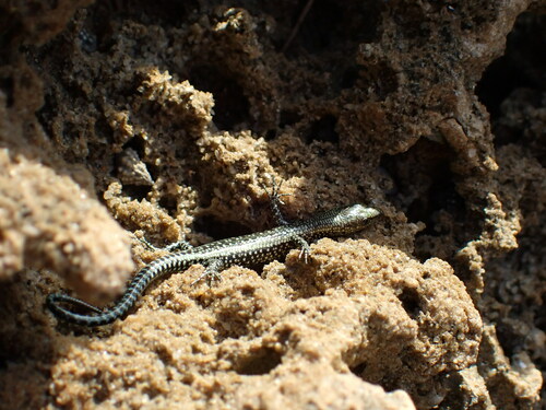 Voeltzkow’s Snake-eyed Skink, Cryptoblepharus voeltzkowi