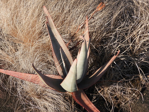 Aloe gneissicola, photograph 6