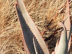 Aloe gneissicola, photograph (c) amantedarmanin, some rights reserved (CC BY)