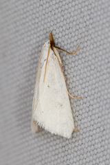Leptosteges vestaliella