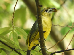 Euphonia chrysopasta