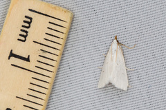 Leptosteges vestaliella