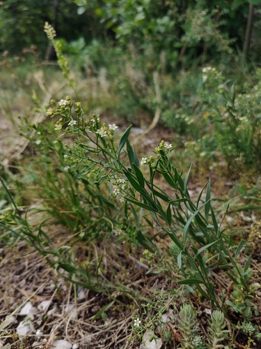 Image of Thesium linophyllon by (c) carnifex, some rights reserved (CC BY)