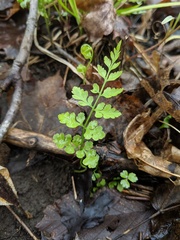 Cystopteris protrusa