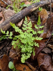 Cystopteris protrusa