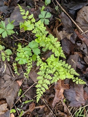 Cystopteris protrusa