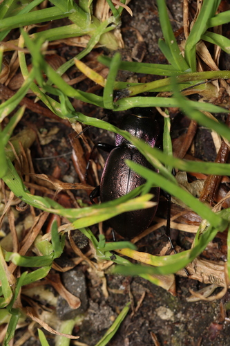 Bronze Ground Beetle, 1771 Wieringerwerf, Nederland, photo 10 of 10