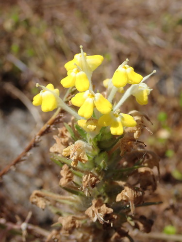 Image of Castilleja campestris by (c) Cricket Raspet, some rights reserved (CC BY)