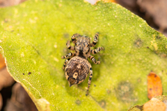 Habronattus fallax