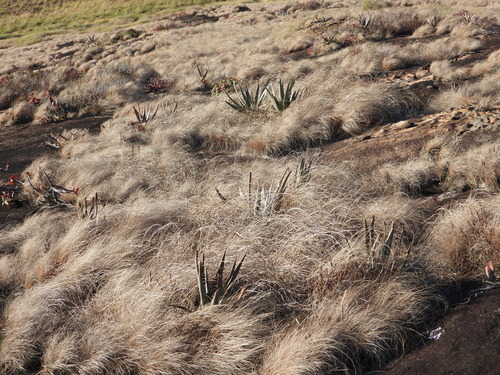 Aloe gneissicola, photograph 1