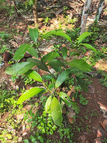 Mangifera indica