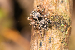 Habronattus fallax